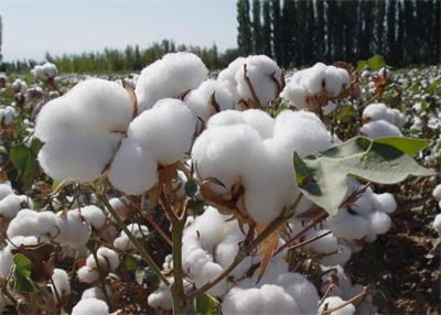 美国周末棉花出口末期末期10月10日，2021年6月10日
