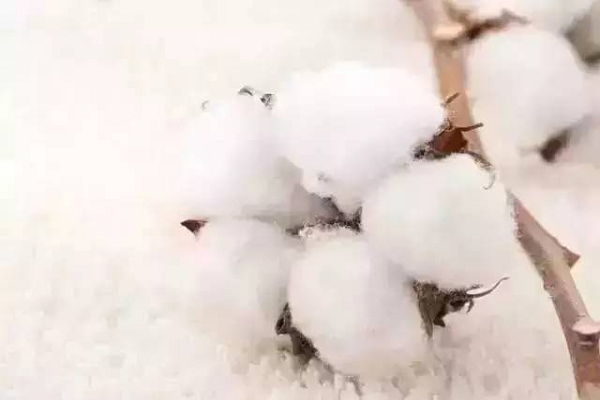 原棉质量对纺织品质量的影响